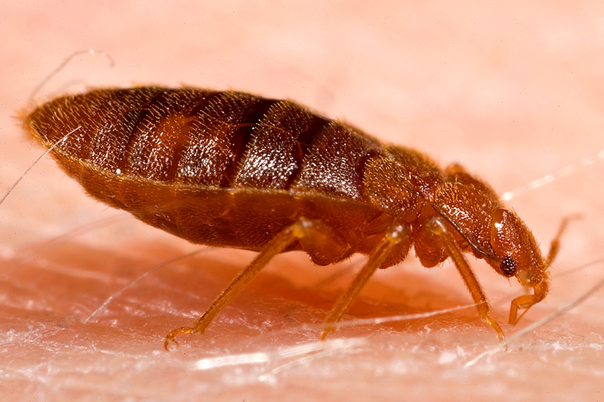 Physical and Psychological Effects of Bed Bug Bites featured image